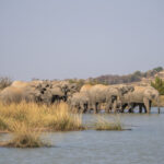 Ivory-Tree-Game-Lodge-201-1024x768