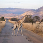 Ivory-Tree-Game-Lodge-33-1024x768