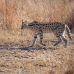 Ivory-Tree-Game-Lodge-34-1024x768