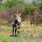 IvoryTree-121-1024x684-1