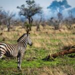 Nkuhlu-Tented-Camp-wildlife