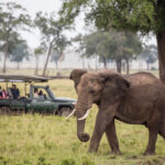 Sentinel-Mara-Camp-Nature-Safari-Elephant