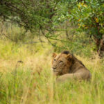 Skukuza-Safari-Lodge-33-1024x683