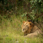 Skukuza-Safari-Lodge-36-1024x683