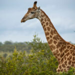 Skukuza-Safari-Lodge-41-683x1024