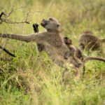 Skukuza-Safari-Lodge-44-1024x683