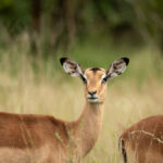 Skukuza-Safari-Lodge-54-1024x683