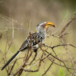 Skukuza-Safari-Lodge-56-1024x683