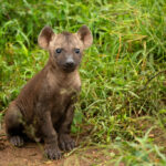 Skukuza-Safari-Lodge-58-1024x683