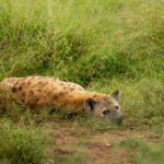 Skukuza-Safari-Lodge-59-1024x683