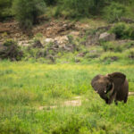 Skukuza-Safari-Lodge-64-1024x683