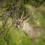 Skukuza-Safari-Lodge-68-1024x683