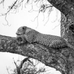 Skukuza-Safari-Lodge-71-1024x683