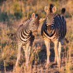 gallery-13-1024x683-1024x683