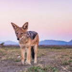 gallery-53-1024x683-1024x683