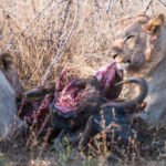 gallery-57-1024x683-1024x683