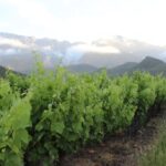 ogf_IMG_3129-1030x686